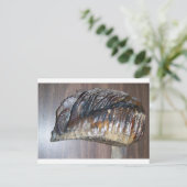 wahres Mammotzahn Postkarte (Stehend Vorderseite)