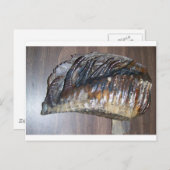 wahres Mammotzahn Postkarte (Vorne/Hinten)