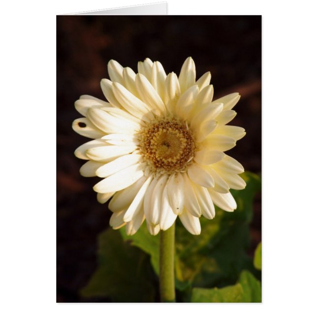 Wahrgenommene Mängel (Vorne)