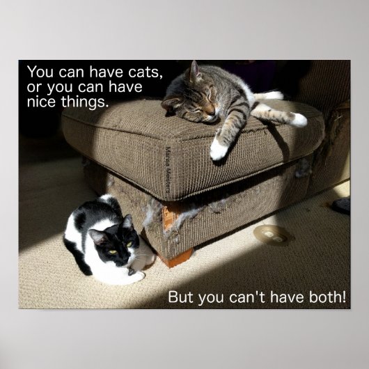 Wahrheit über Cats Meme Poster (Vorne)