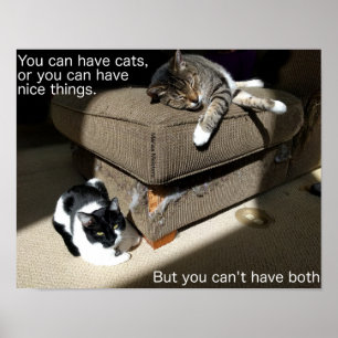 Wahrheit über Katzen Meme Poster