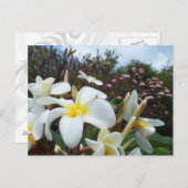 Waikoloa Plumerias Postkarte 1 (Vorne/Hinten)