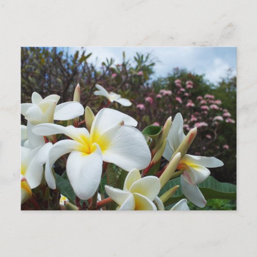 Waikoloa Plumerias Postkarte 1 (Vorderseite)