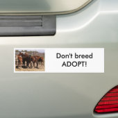 Waisenfohlen Autoaufkleber (Auf Auto)