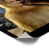 Wait I'm Goated Funny Thinking Monkey Meme Brainro Poster (Ecke)