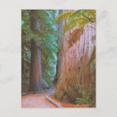 Wakawakareva Forest Postkarte (Vorderseite)