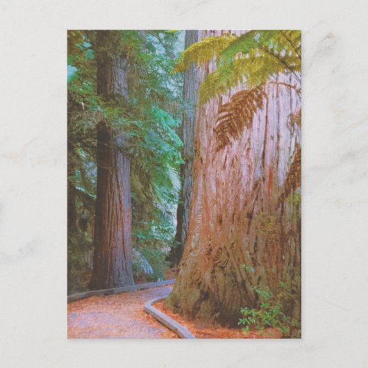 Wakawakareva Forest Postkarte (Vorderseite)