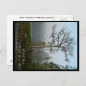 Wakulla Landkreis Florida Postcard Postkarte (Vorne/Hinten)