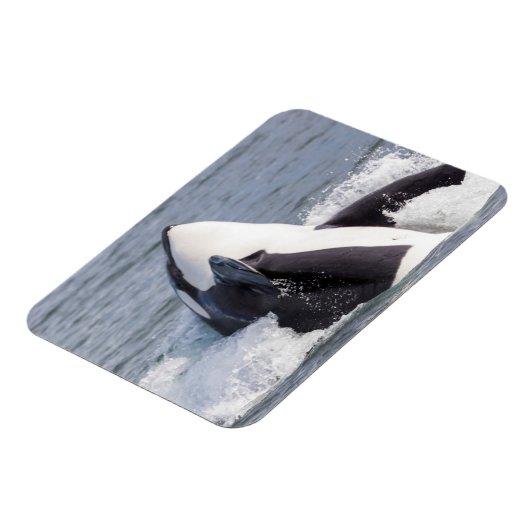 Wal-Brotaufstrich Magnet (Linke Seite)