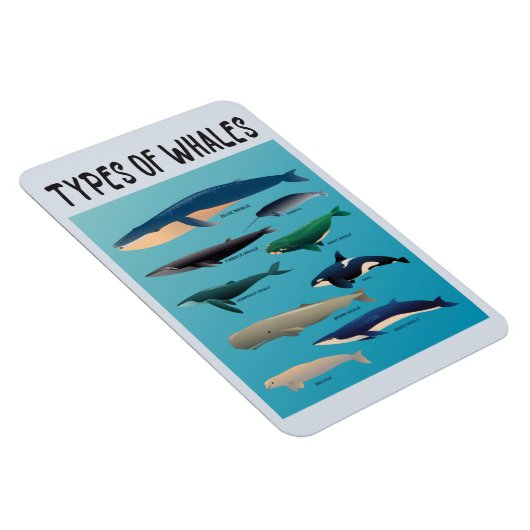 Walarten Säugetierarten Magnet (Rechte Seite)
