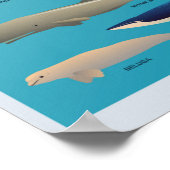 Walarten Säugetierarten Poster (Ecke)