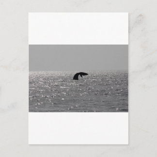 Walbeobachtung - Südlicher Rechtwal Postkarte