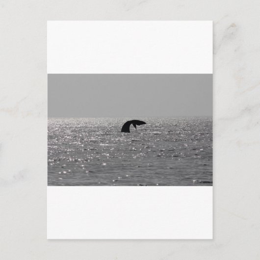 Walbeobachtung - Südlicher Rechtwal Postkarte (Vorderseite)