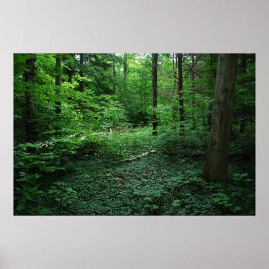 Wald3 Poster (Vorne)