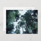 Wald 25 postkarte (Vorne/Hinten)