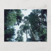 Wald 25 postkarte (Vorderseite)