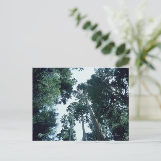 Wald 25 postkarte (Stehend Vorderseite)