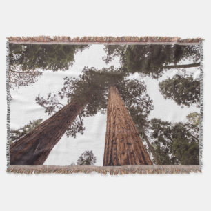 Wald, Baum Decke