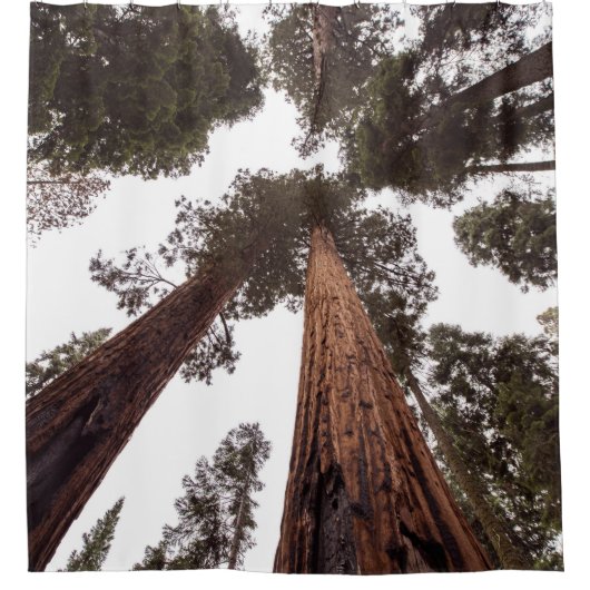 Wald, Baum Duschvorhang (Vorderseite)