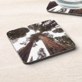 Wald, Baum Getränkeuntersetzer (Linke Seite)