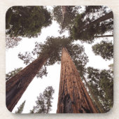 Wald, Baum Getränkeuntersetzer (Vorderseite)
