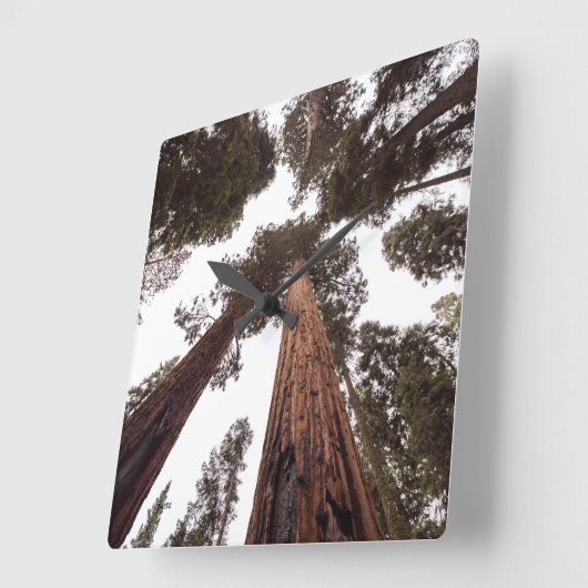 Wald, Baum Quadratische Wanduhr (Winkel)