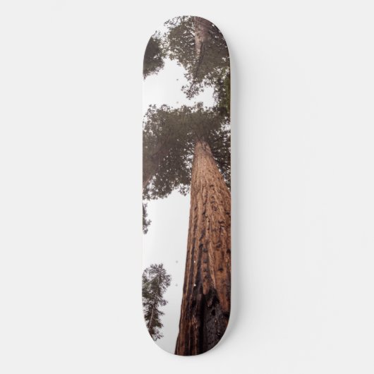 Wald, Baum Skateboard (Vorderseite)