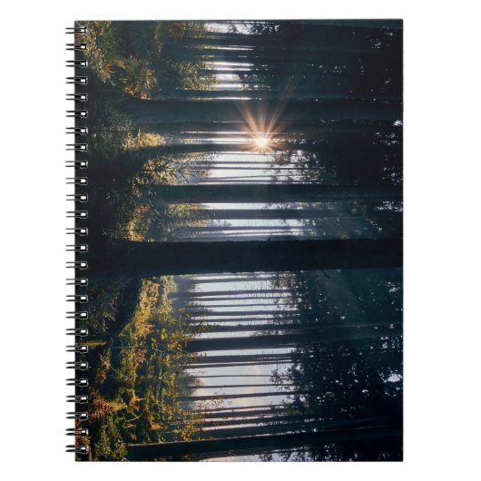 Wald, Bäume, Sonnenlicht Notizblock (Vorderseite)
