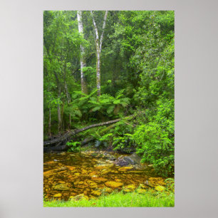 Wald, Die Knysna-Amatole Bergwälder Poster