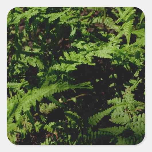 Wald-Farn Quadratischer Aufkleber (Vorderseite)