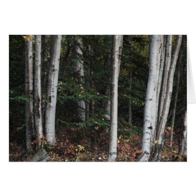 Wald für die Bäume von Logan Guinn (Vorderseite (Horizontal))