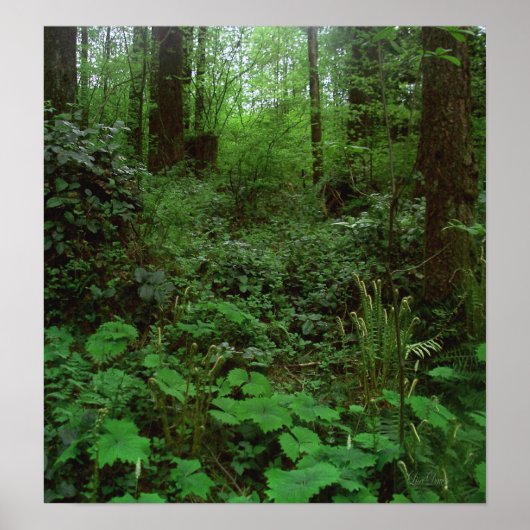 Wald GT 1 Poster (Vorne)