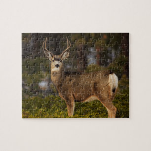 Wald-Hirsch-Buck Puzzle