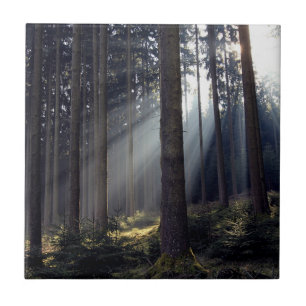 Wald im Bayern Fliese