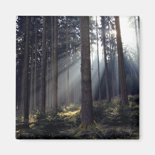 Wald im Bayern Magnet