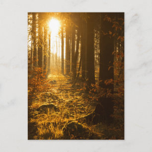 Wald im Herbst Baden-Württemberg, Deutschland Postkarte