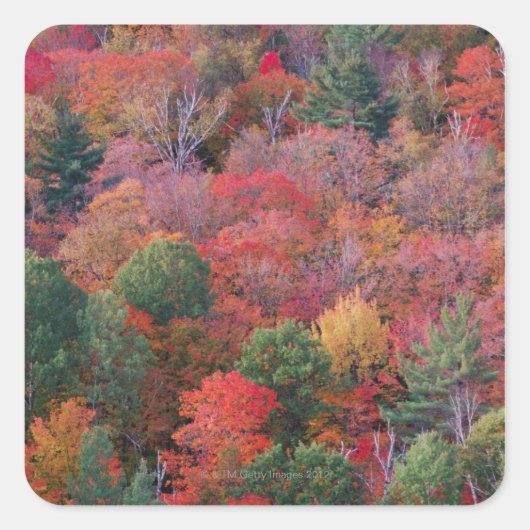 Wald im Herbst mit Herbst Laub. Algonquin Quadratischer Aufkleber (Vorderseite)