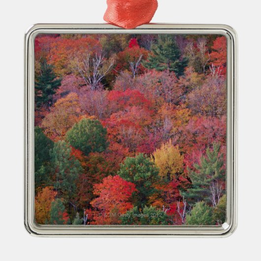 Wald im Herbst mit Herbstlaub.  Algonquin Silbernes Ornament (Vorne)