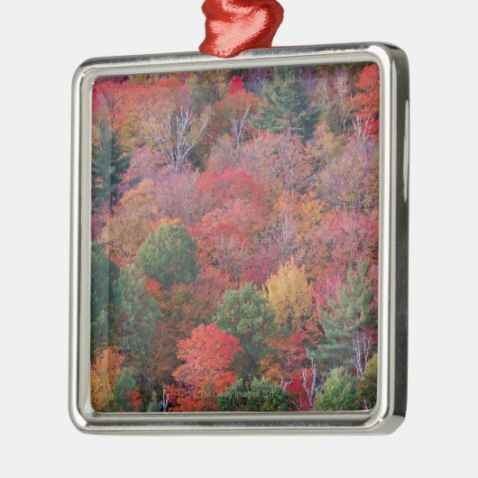 Wald im Herbst mit Herbstlaub.  Algonquin Silbernes Ornament (Links)