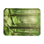 Wald im Killarney-Nationalpark | Kerry, Irland Magnet (Horizontal)