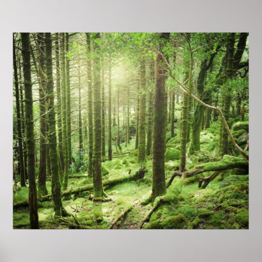 Wald im Killarney-Nationalpark | Kerry, Irland Poster (Vorne)