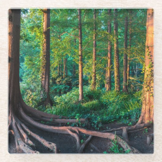 Wald im Sommer Glasuntersetzer (Vorderseite)