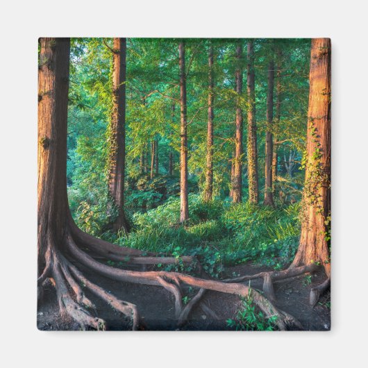 Wald im Sommer Magnet (Vorne)