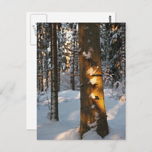 Wald im Winter Postkarte (Vorne/Hinten)