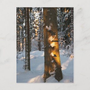Wald im Winter Postkarte
