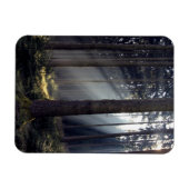 Wald in Bayern Magnet (Horizontal)