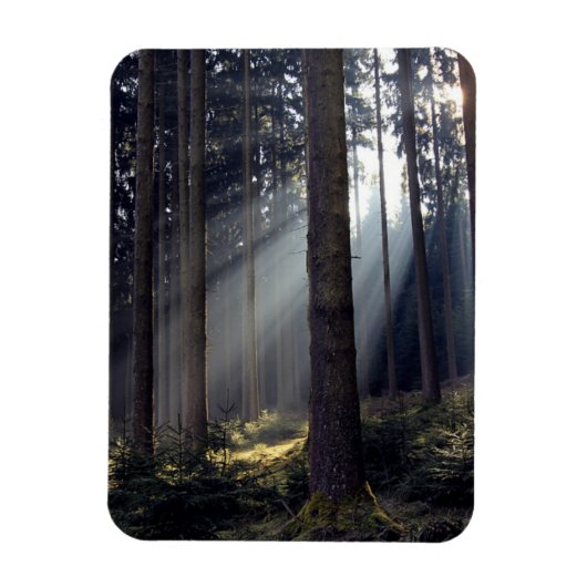 Wald in Bayern Magnet (Vertikal)