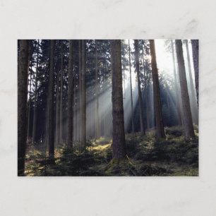 Wald in Bayern Postkarte