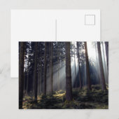 Wald in Bayern Postkarte (Vorne/Hinten)