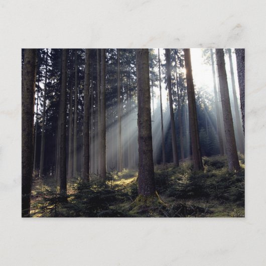 Wald in Bayern Postkarte (Vorderseite)